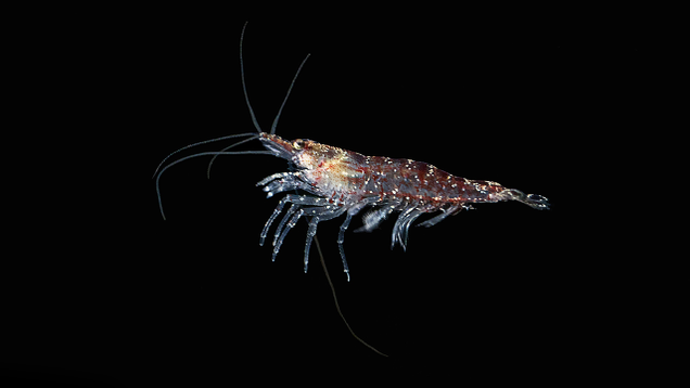 Illustration for article titled 10 Krill That Daddy
Likey